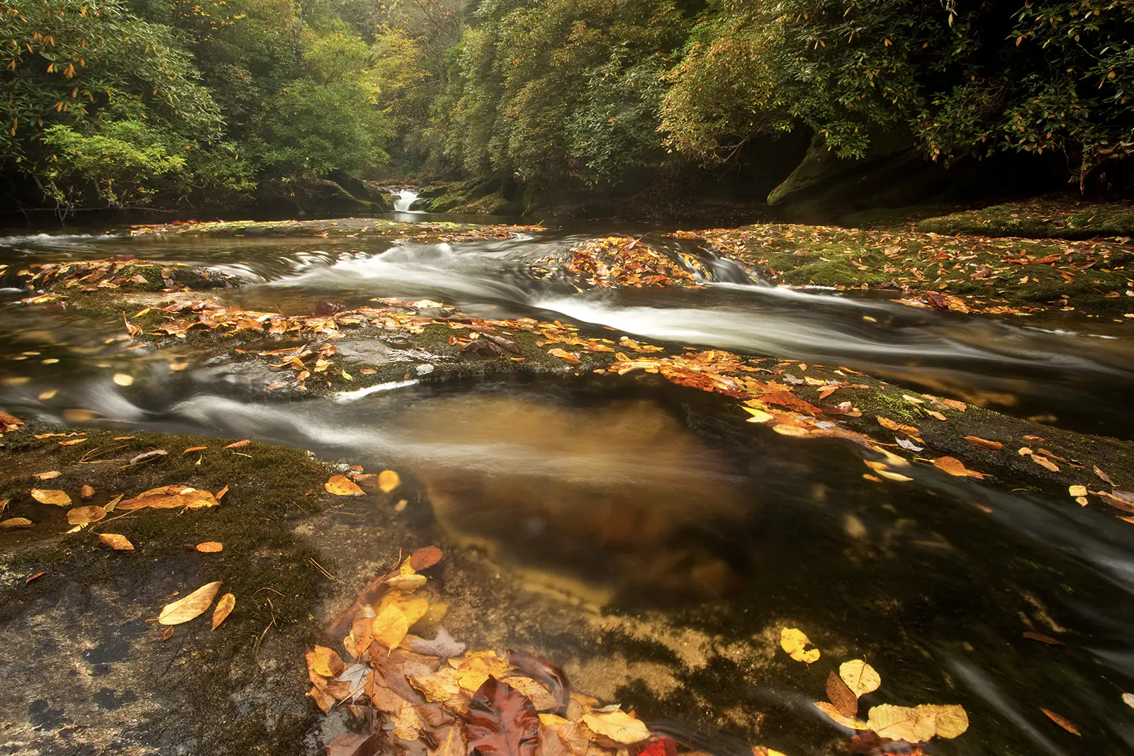 Beautiful landscape of fall leaves floating down Deep Creek in Great Smoky Mountains National Park.