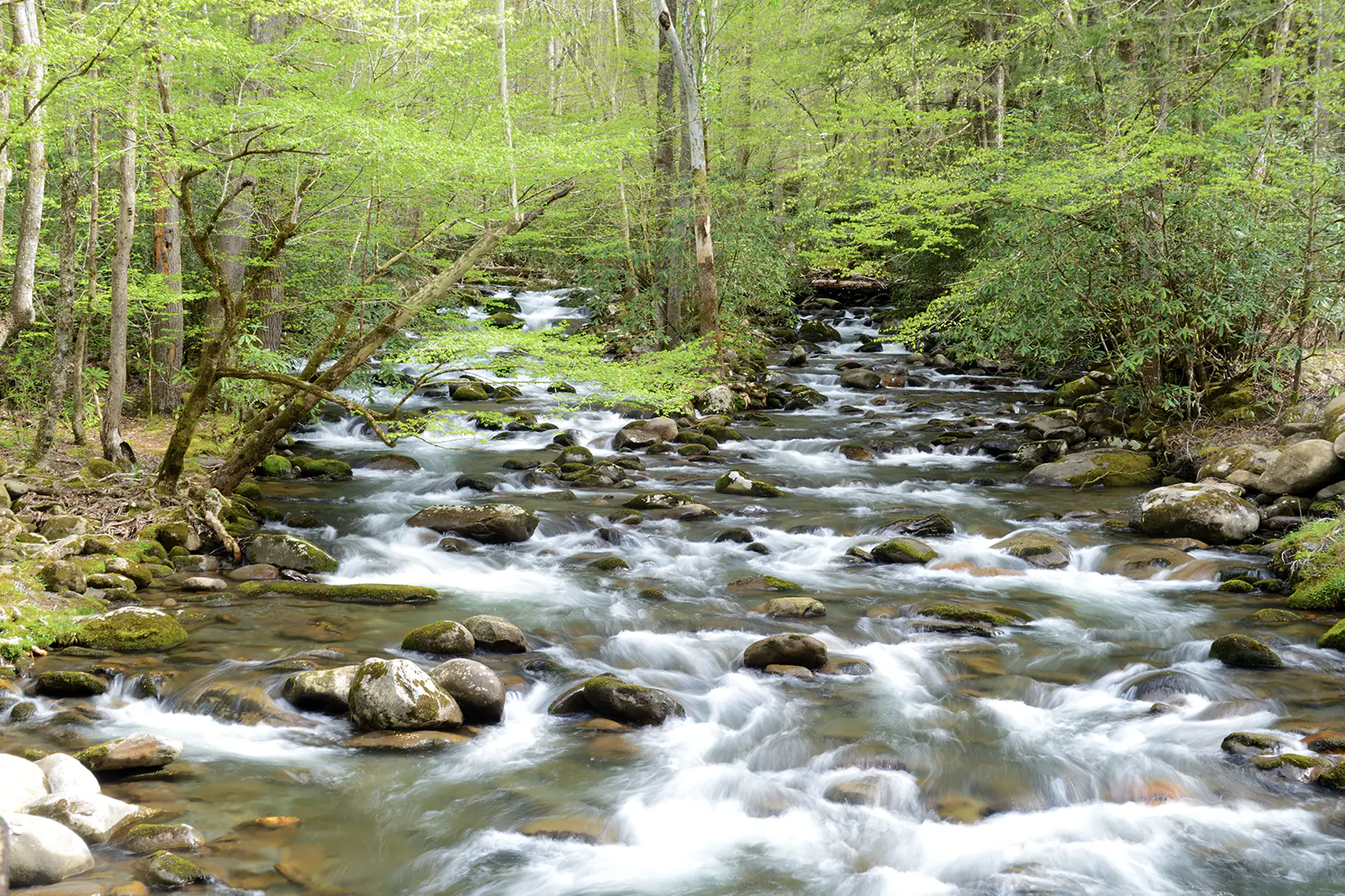 Beautiful landscape of two sections of Forney Creek coming together in the Great Smoky Mountains.