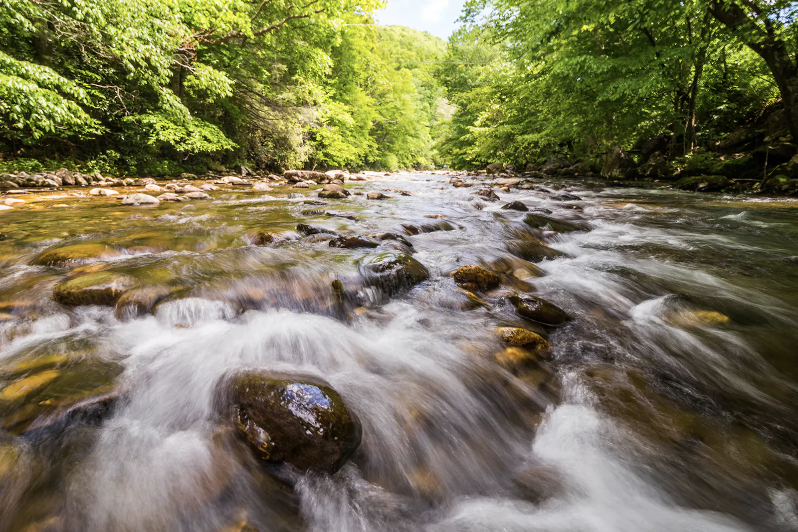Beautiful landscape of a rushing Hazel Creek surrounded by green foilage.