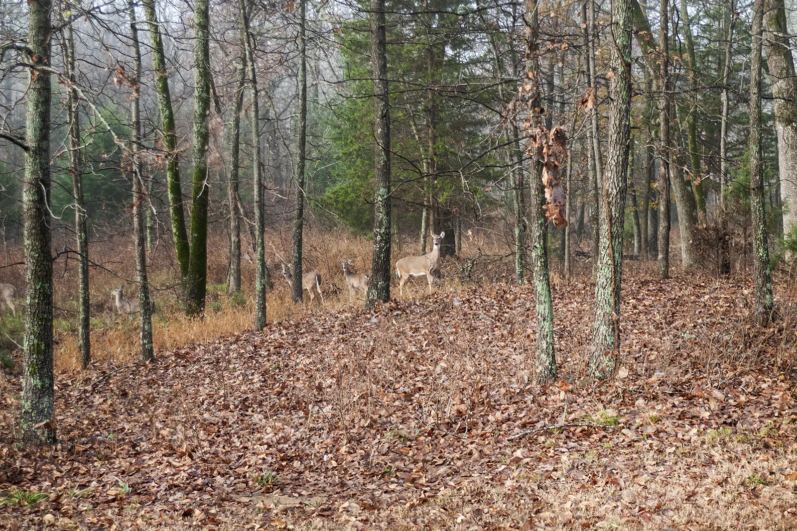 Lanscape of a herd of deer standing in a forest in North Carolina.