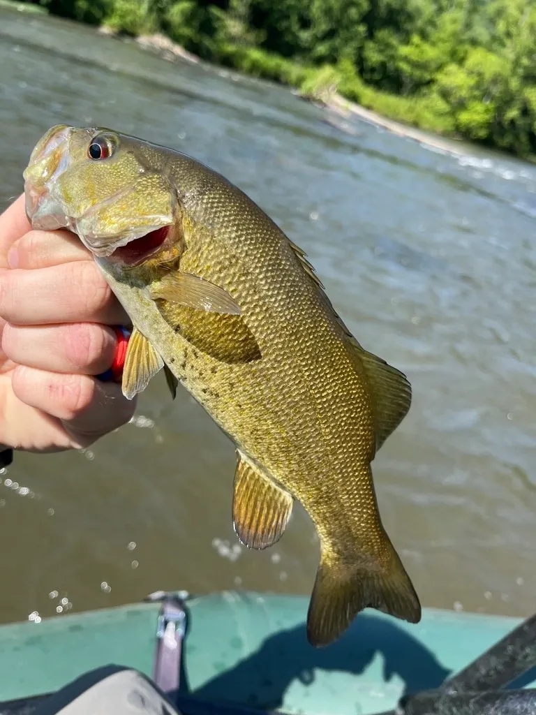 tennessee fishing reports